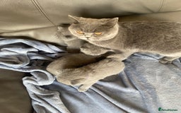 British Shorthair cats for sale: British blue shorthair kittens  - Image 12