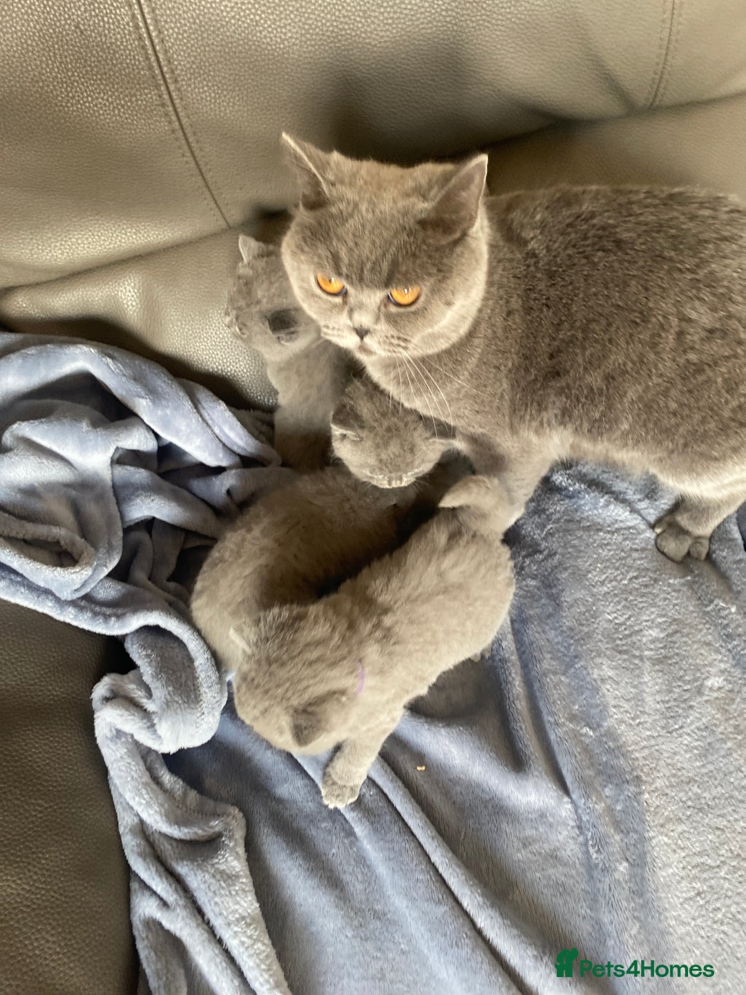 British Shorthair cats for sale: British blue shorthair kittens  - Image 12