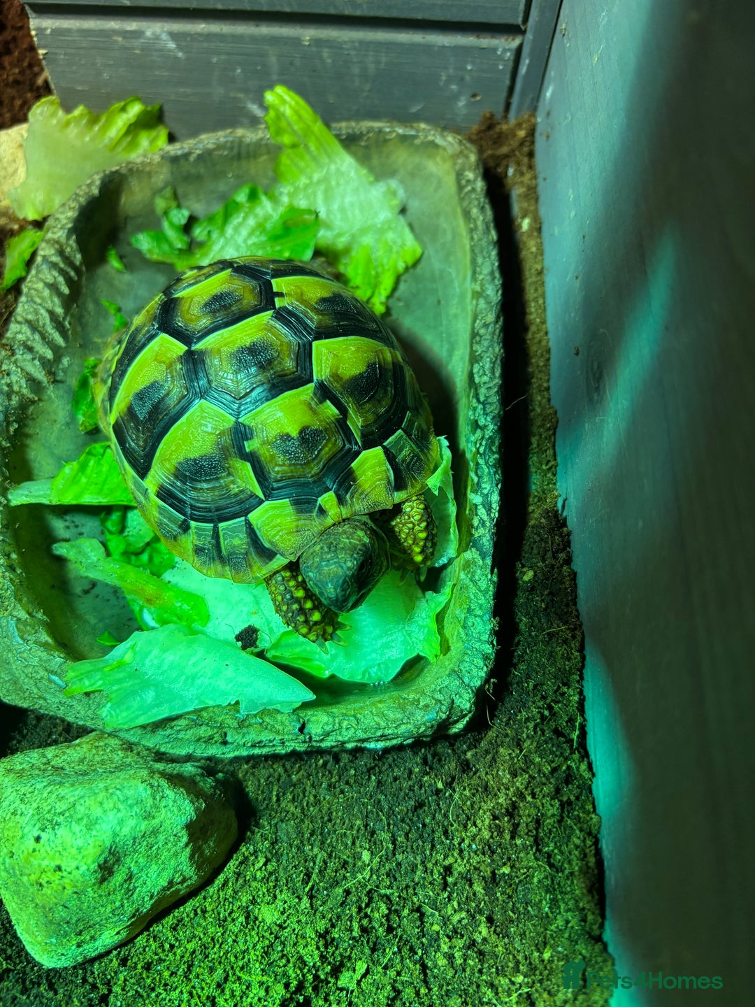 Hermann Tortoise reptiles for sale: Testudo hermanni, Hermanns tortoise for re home - Image 6
