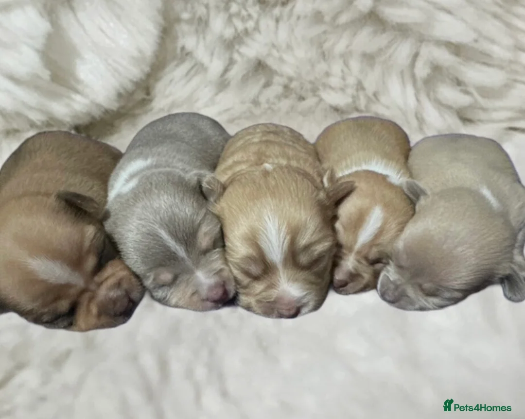 Chihuahua dogs for sale: 3 gorgeous pedigree puppies  - Advert 12