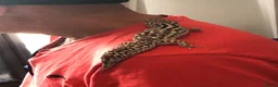 Gecko reptiles for sale: Leopard gecko  in Stafford - Advert 8