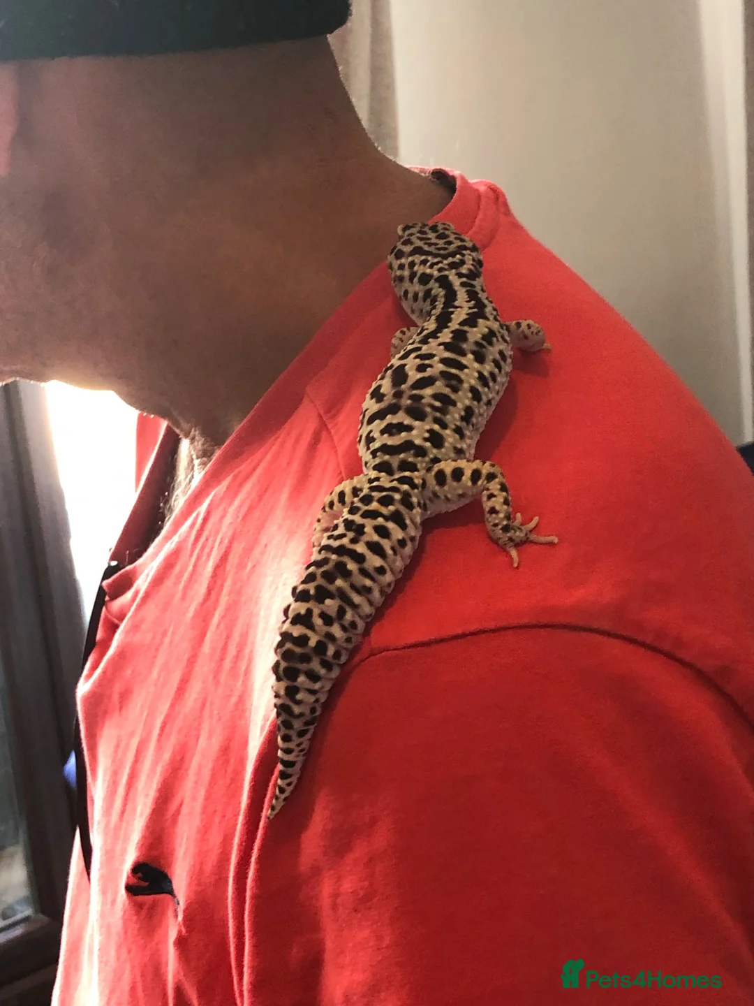 Gecko reptiles for sale: Leopard gecko  in Stafford - Advert 8