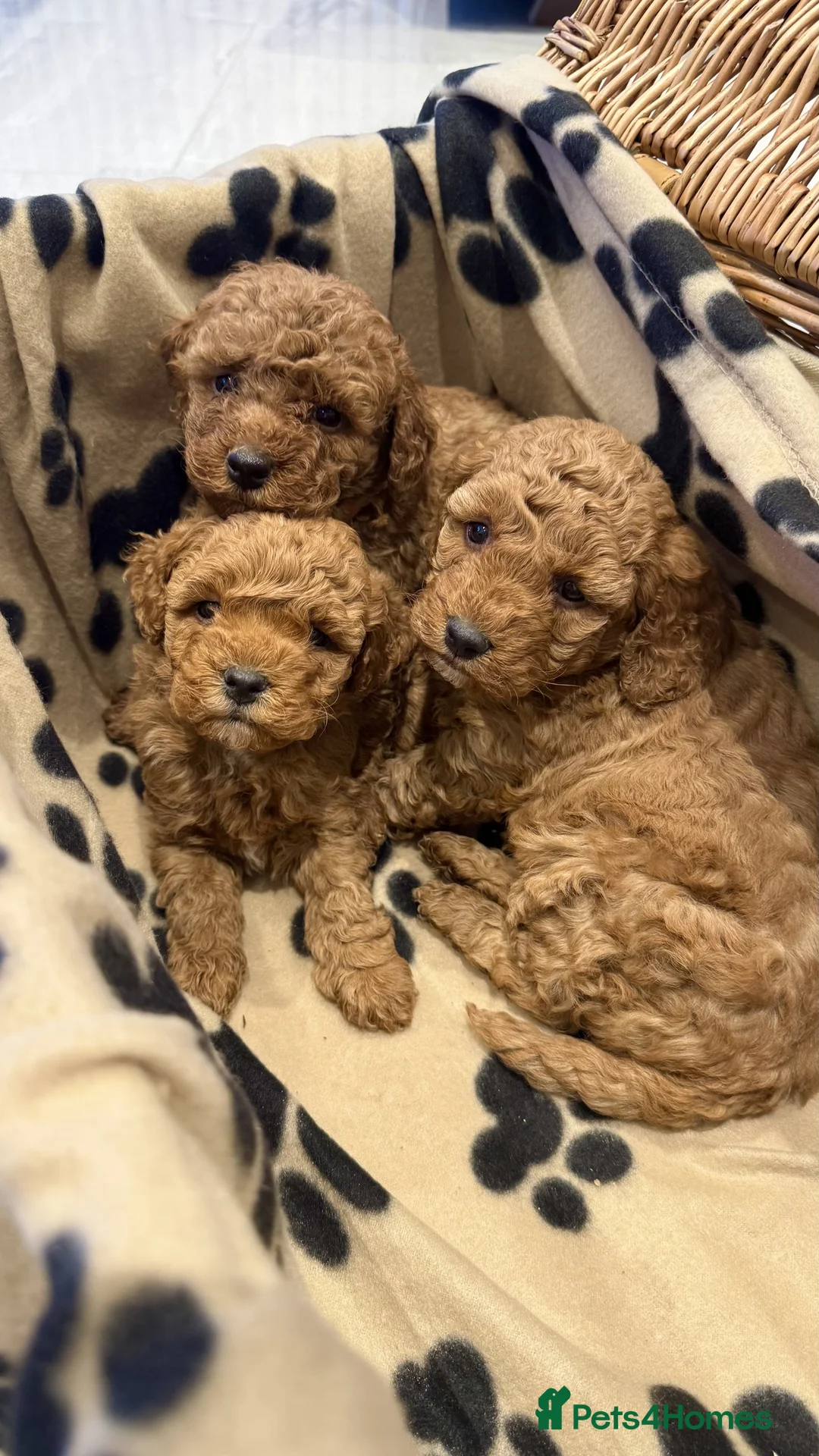 Cockapoo dogs for sale:  Stunning F1b Cockapoo Puppies Available  - Advert 2