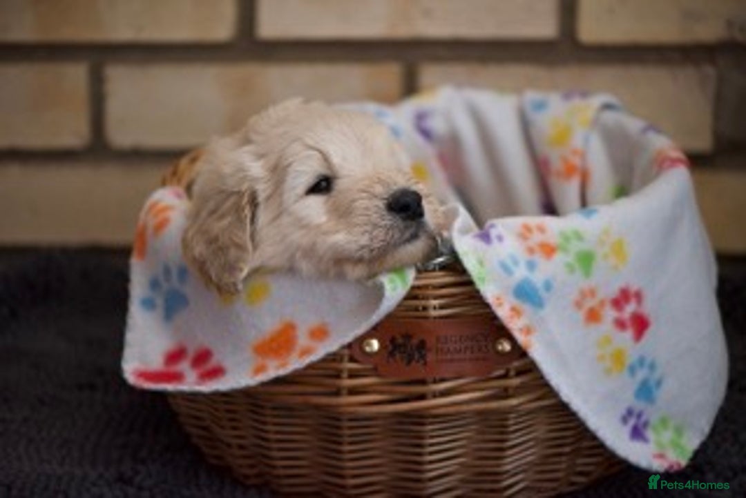 Goldendoodle dogs for sale: Only 2 left of Mela's Marvels F1Bs - Image 4