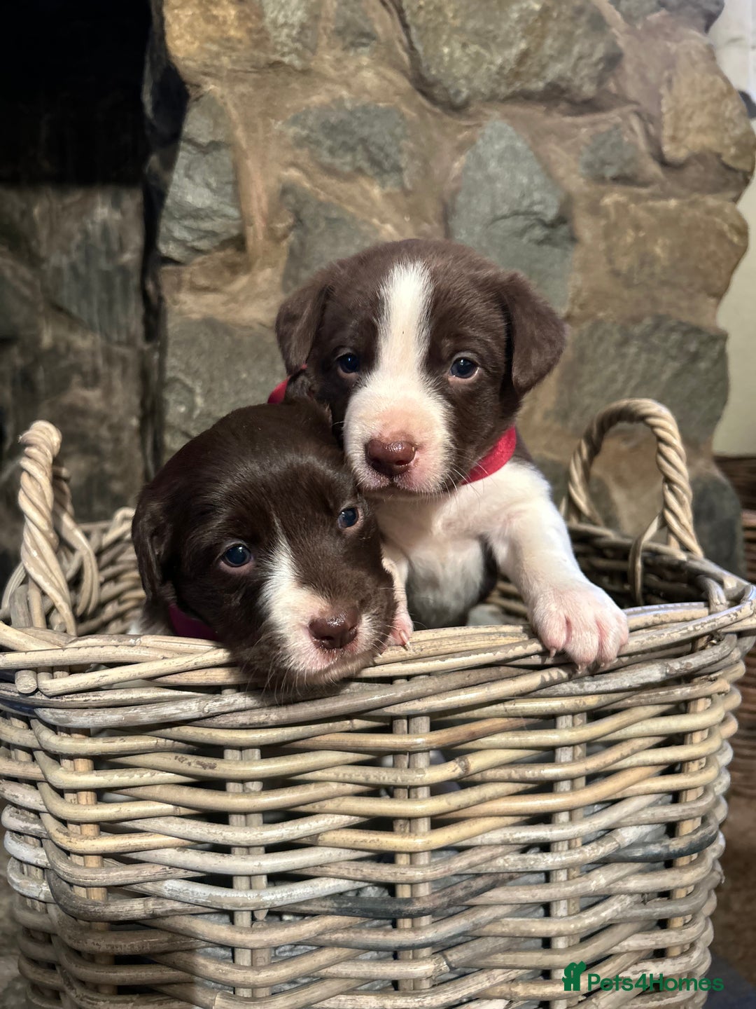 Mixed Breed dogs for sale: Welsh Red Collie x Labrador puppies - Advert 2