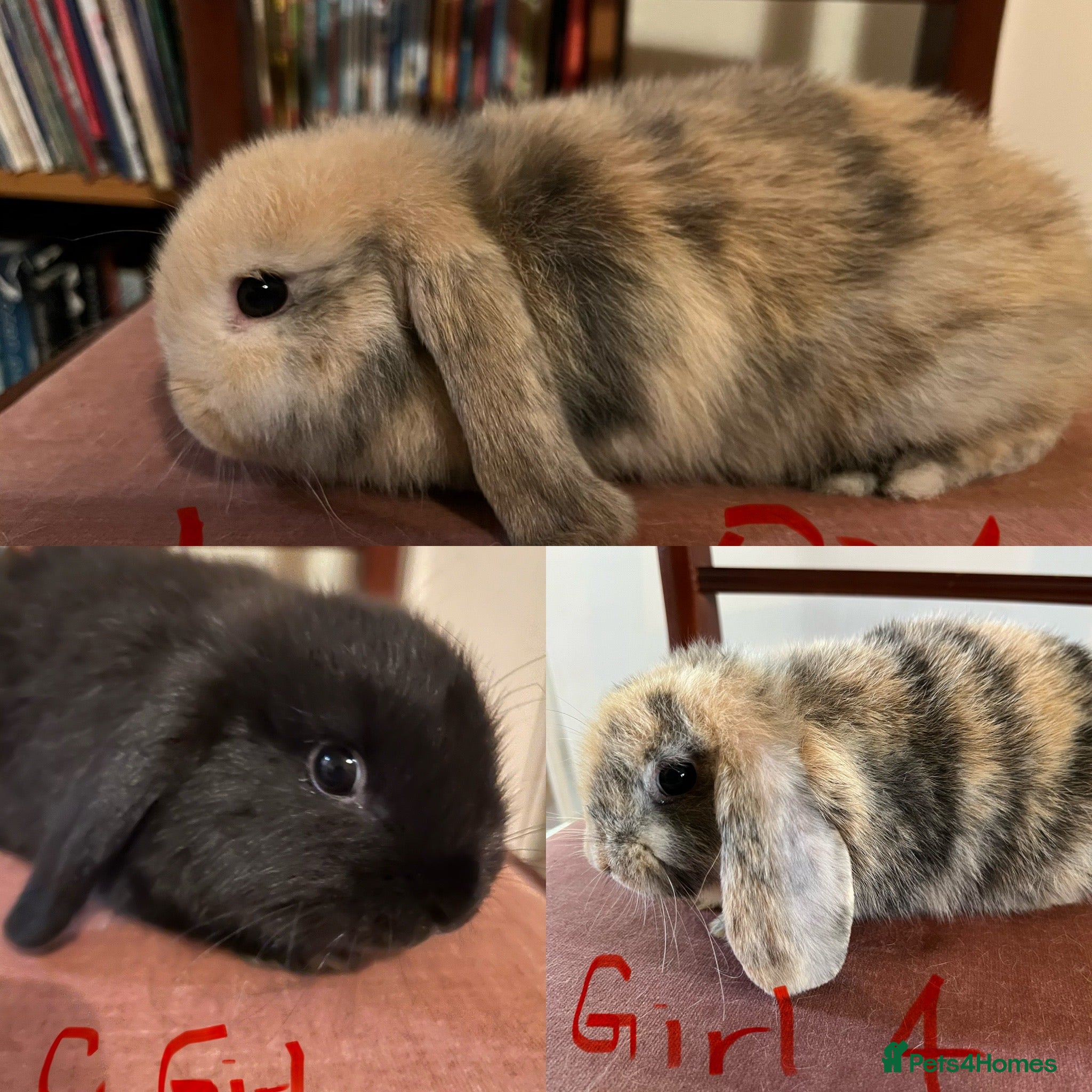 Mini Lop rabbits Beautiful Mini Lop Babies - Advert 1