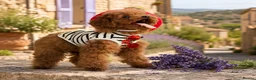 Toy Poodle dogs for sale: 🧝🏼‍♀️🦋✨ Stunning Red Asian Poodle girl, UK  - Advert 3