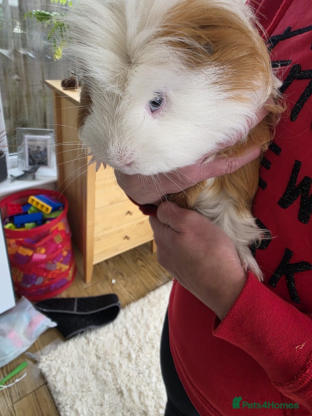 Guinea Pig rodents for sale: Male guinea pigs  - Image 4