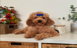 Toy Poodle dogs for stud: KC Red Toy Poodle STUD 🏆⭐️ HEALTH TESTED 🧬 ⭐️  in Aboyne - Image 2