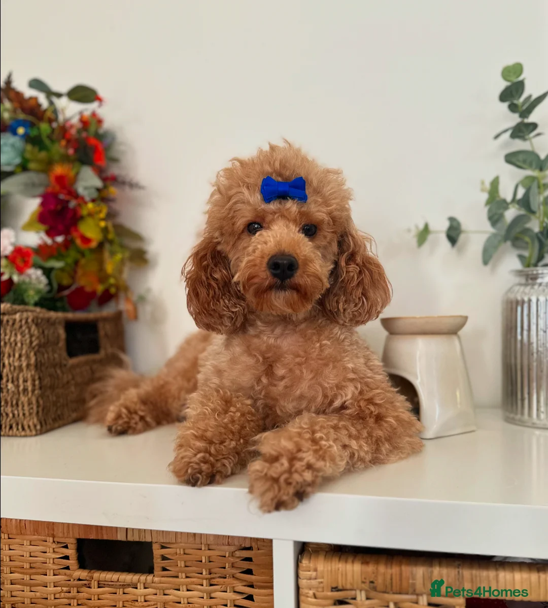 Toy Poodle dogs for stud: KC Red Toy Poodle STUD 🏆⭐️ HEALTH TESTED 🧬 ⭐️  in Aboyne - Advert 2