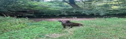 Labrador Retriever dogs for sale: Gorgeous KC Registered Chocolate Labrador Puppies  in Caldicot - Advert 3