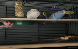 Budgerigars birds for sale: Birds for sale  - Image 1