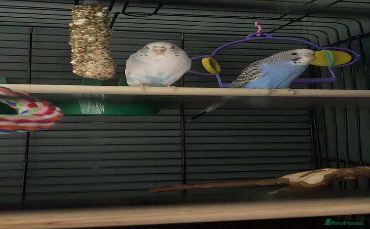 Budgerigars birds - Advert 1