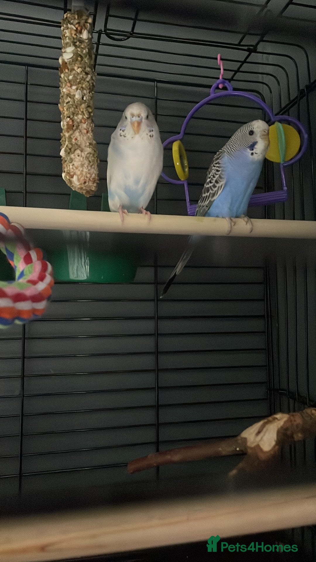 Budgerigars birds for sale: Birds for sale  - Image 1