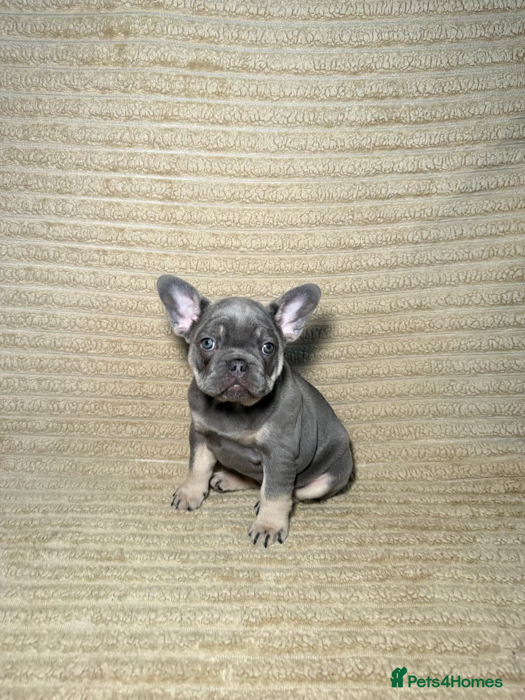 French Bulldog dogs for sale: Beautiful French bulldog puppies  in Stratford-upon-Avon - Advert 5