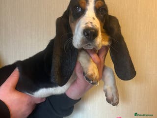 Basset Hound dogs Basset hound puppies - Advert 2