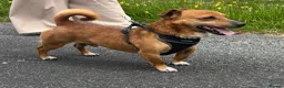 Mixed Breed dogs for stud: For stud in Caernarfon - Advert 1