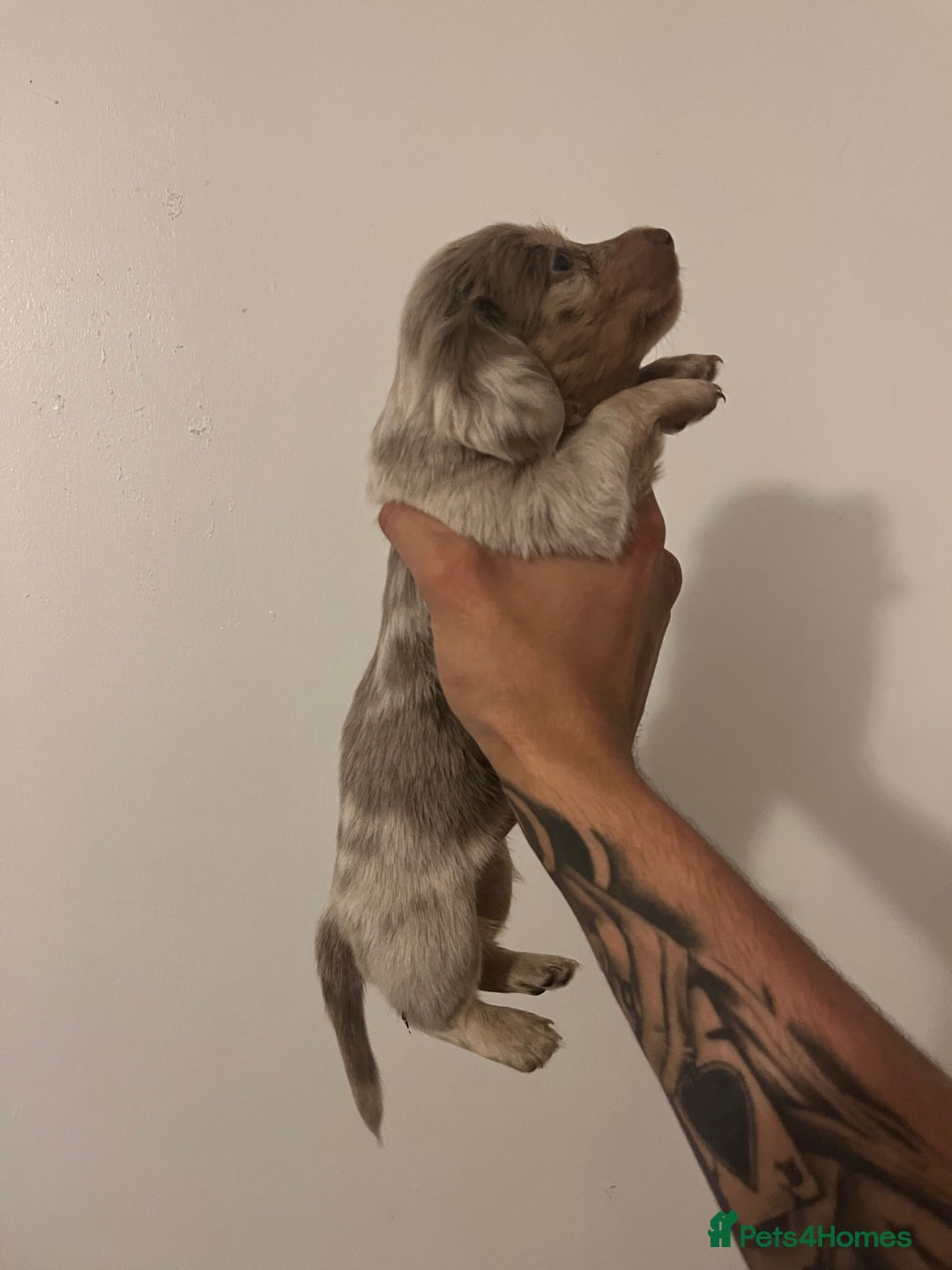 Miniature Dachshund dogs for sale: 2 miniature long hair dachshunds  - Advert 8