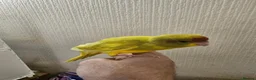 Mixed Breed birds for sale: Tame Kakariki and cockatiel chicks  - Advert 20