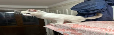 Bengal 2