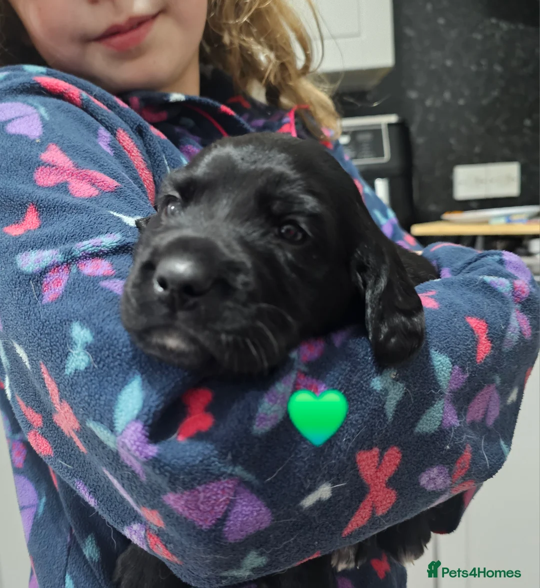 Cockerdor dogs for sale: The most loving Cockerdor/Spanador - Advert 8