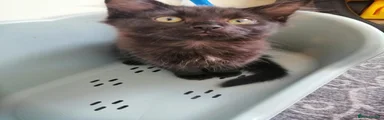 fluffy cat