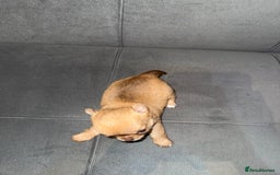 Chihuahua dogs for sale: Smooth coated and apple head chihuahua  - Image 4