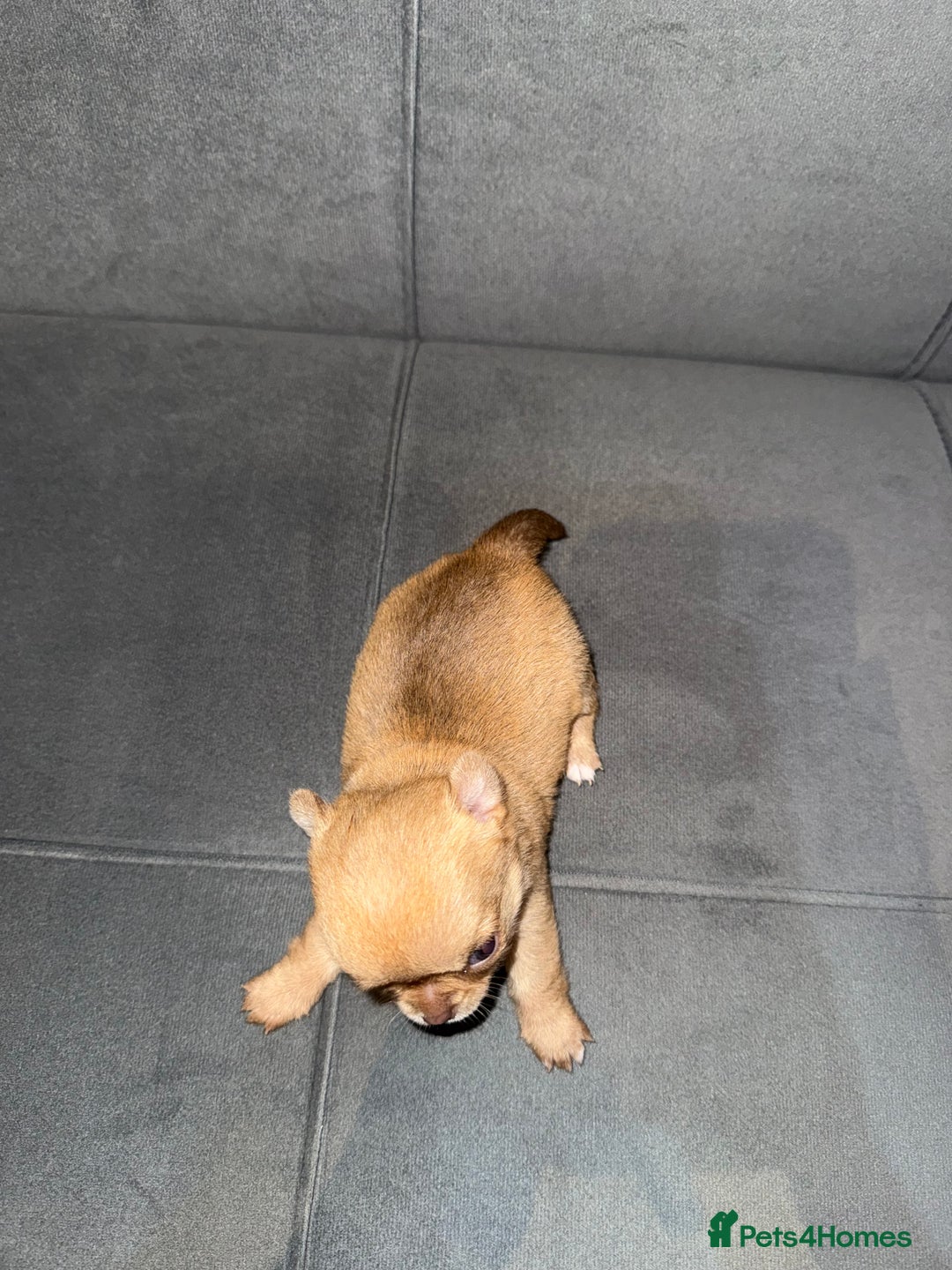 Chihuahua dogs for sale: Smooth coated and apple head chihuahua  - Image 4