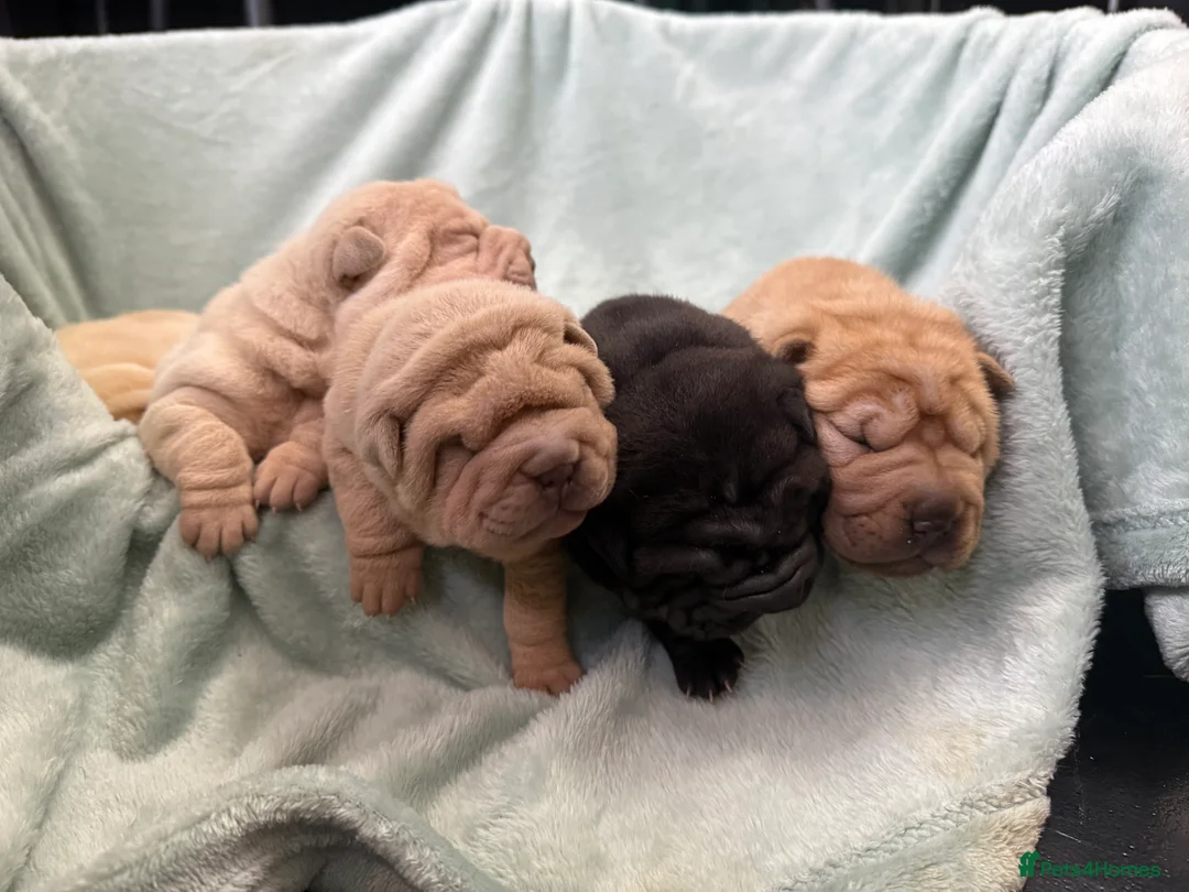 Shar Pei dogs for sale: Beautiful pure shar pei puppies - Advert 12