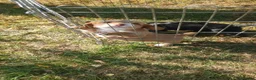 Cocker Spaniel dogs for sale: 3 beautiful cocker spaniel girls for sale - Advert 6