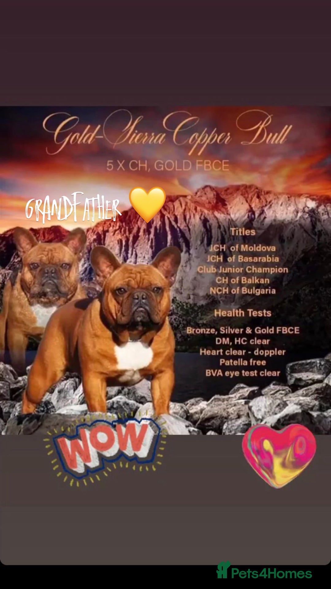 French Bulldog dogs for sale: Quality pups 4 Panel DNA Clear Gold Sierra Lines - Image 8