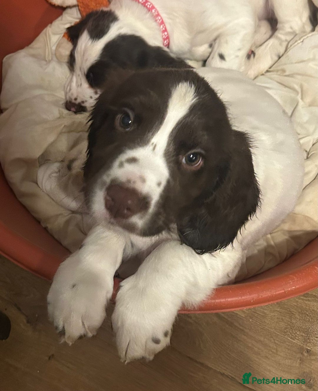 English Springer Spaniel dogs for sale: English Springer spaniel puppies for sale - Advert 10