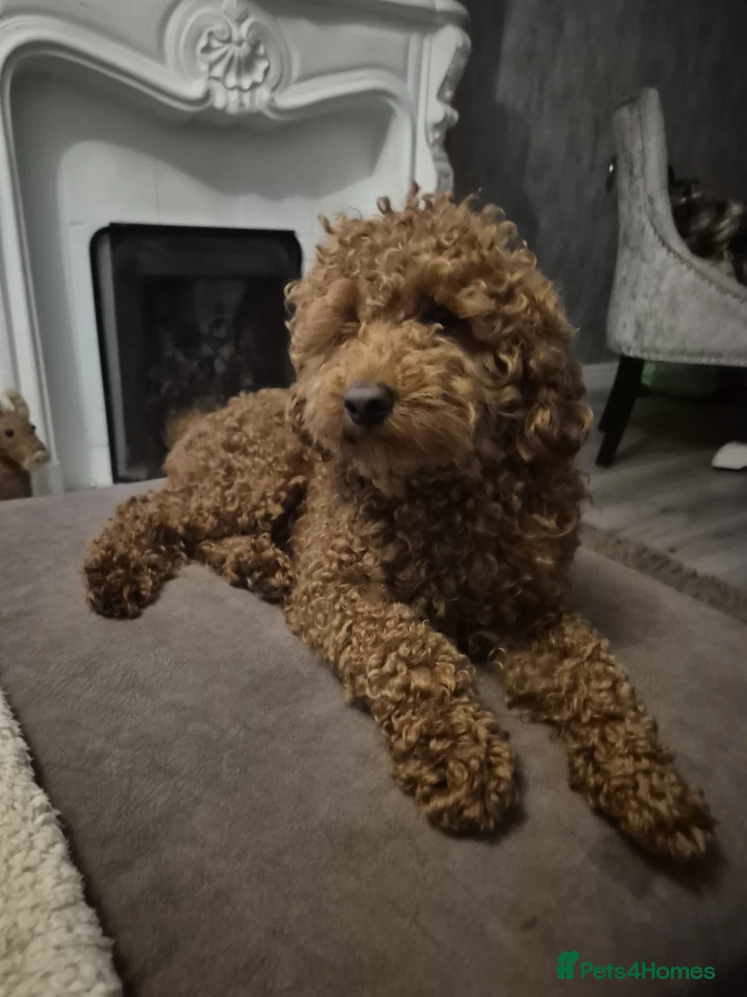 Labradoodle dogs for sale: Labradoodle puppies - Advert 10