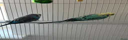Budgerigars birds for sale: Two beautiful male budgies in Reading - Advert 2