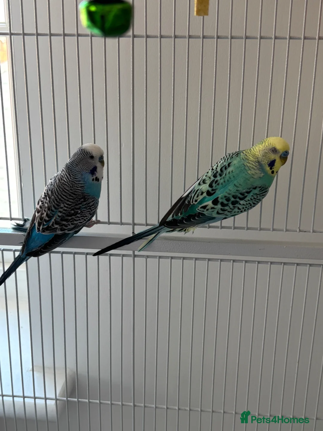 Budgerigars birds for sale: Two beautiful male budgies in Reading - Advert 2