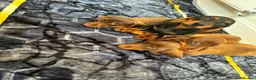 Miniature Dachshund dogs for sale: Miniature dachshund ready to leave in Manchester - Advert 4