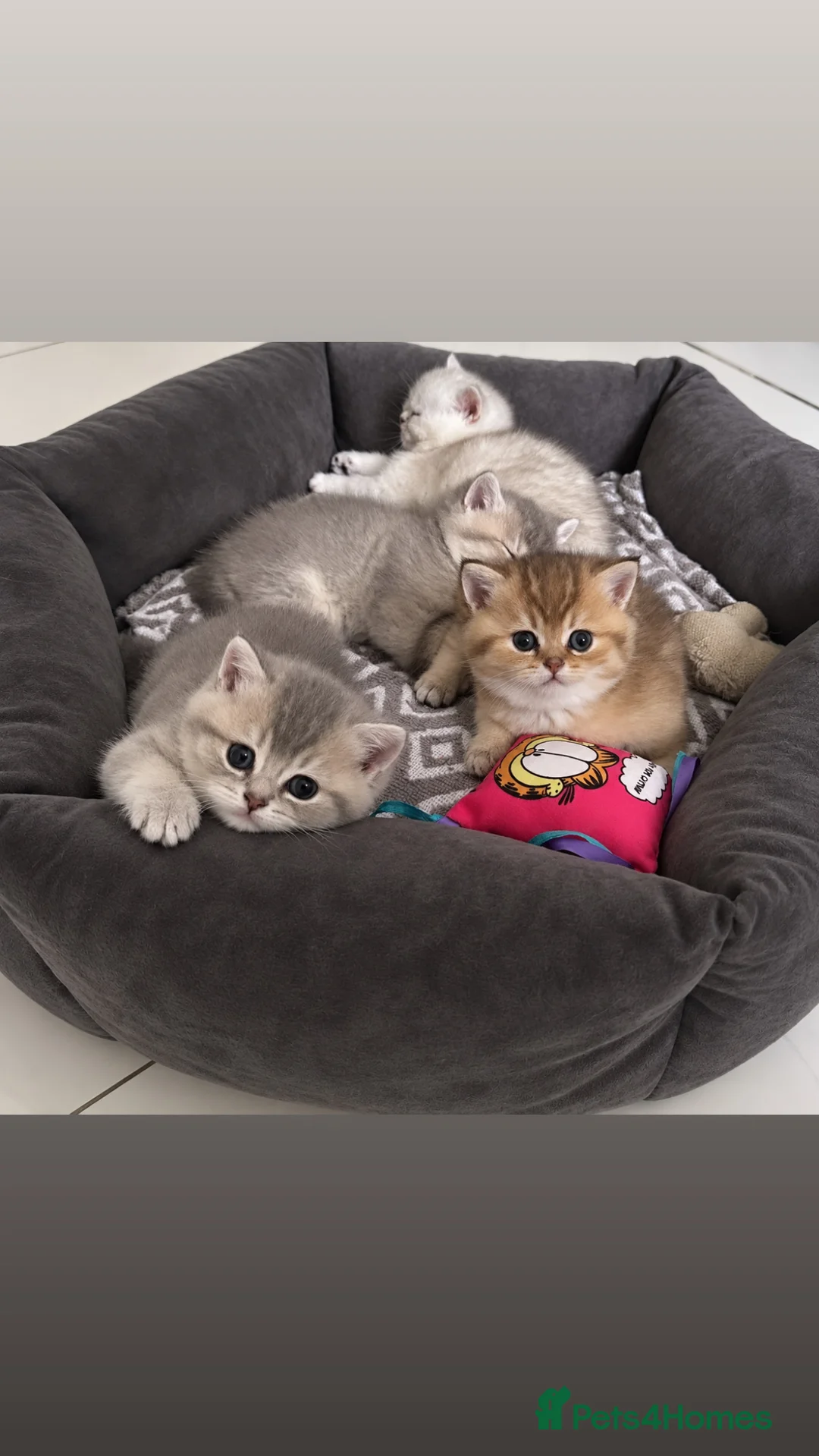 British Shorthair cats for sale: British Shorthair kittens- 2 Girls & 2 Boys in Birmingham - Advert 16