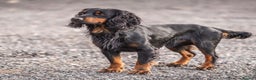 Cocker Spaniel dogs for stud: BEAUTIFUL Black and Tan ‘Brodie’ in Ross-on-Wye - Advert 1