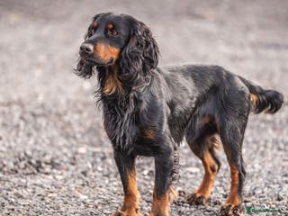 Cocker Spaniel dogs BEAUTIFUL Black and Tan ‘Brodie’ in Ross-on-Wye - Advert 1