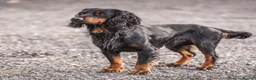Cocker Spaniel dogs for stud: BEAUTIFUL Black and Tan ‘Brodie’ in Ross-on-Wye - Advert 1