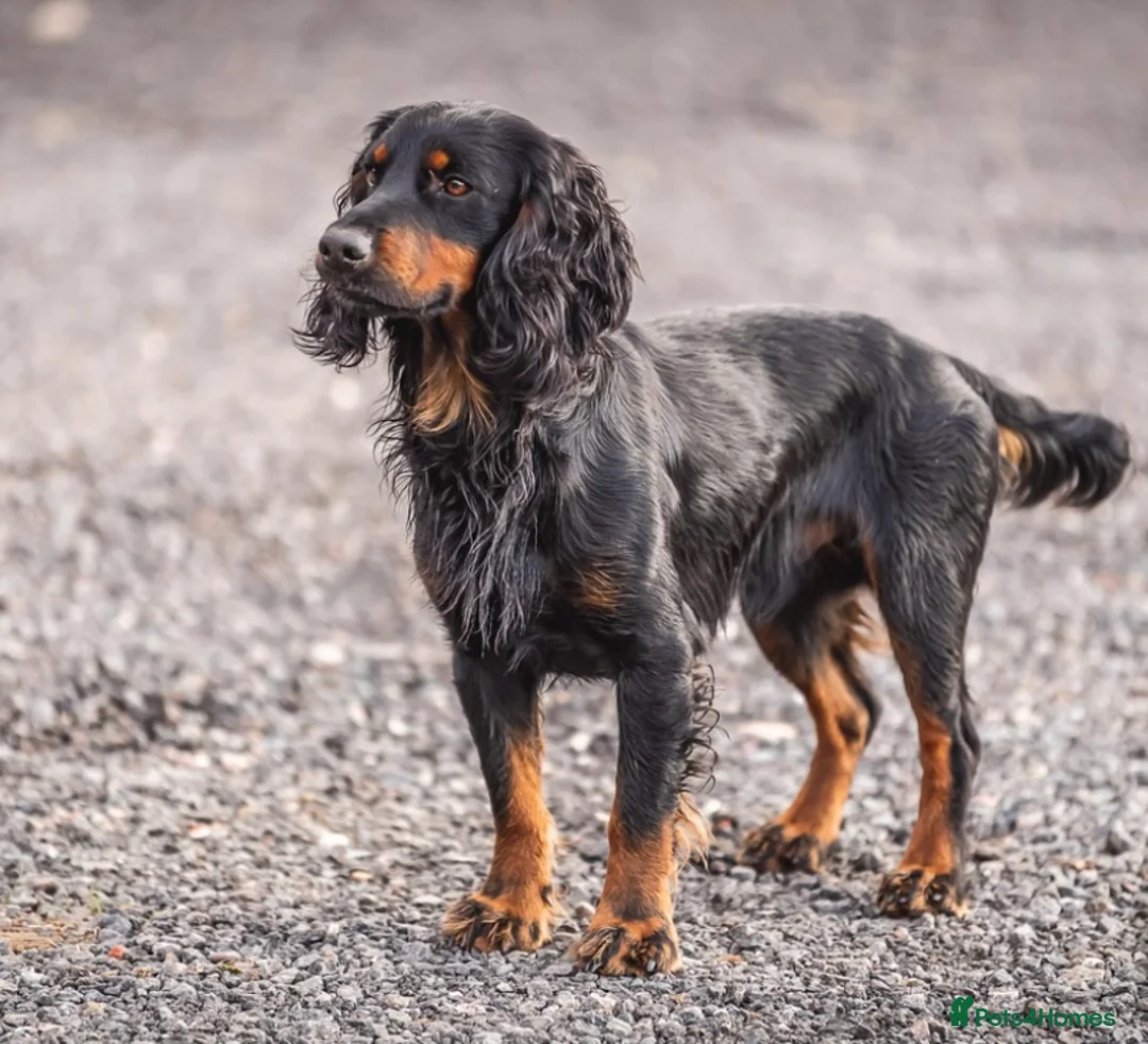 Cocker Spaniel dogs for stud: BEAUTIFUL Black and Tan ‘Brodie’ in Ross-on-Wye - Advert 1