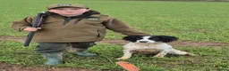 English Springer Spaniel dogs for sale: English Springer Spaniels  - Advert 13