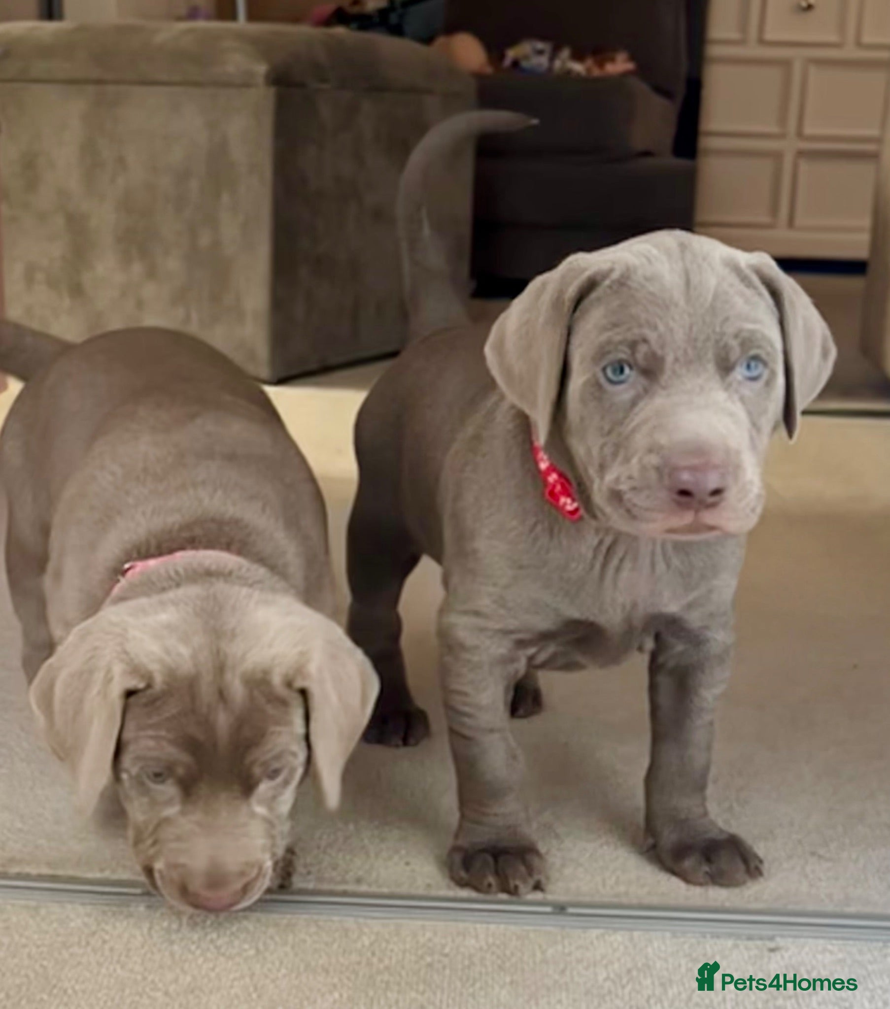 Mixed Breed dogs ADORABLE CHAMPION BLOODLINE PUPS - Advert 1