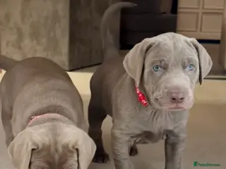 Mixed Breed dogs ADORABLE CHAMPION BLOODLINE PUPS - Advert 1
