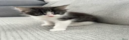 Maine Coon cats for sale: Kittens Looking for Their Forever Homes 🐾 - Advert 15