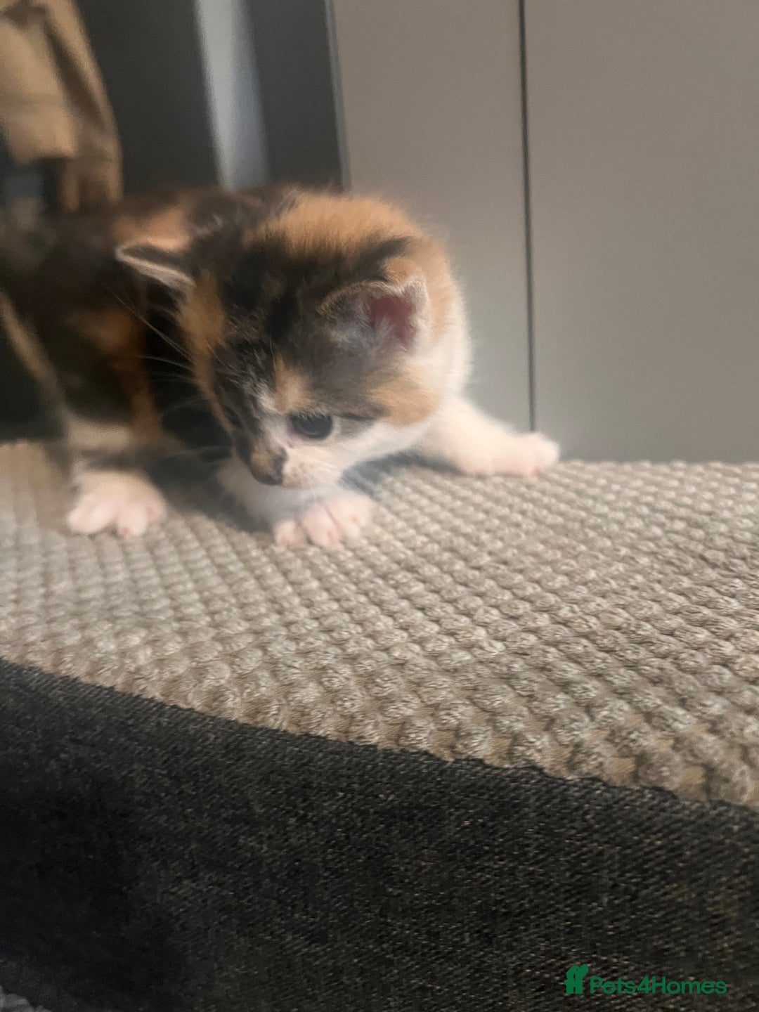 Mixed Breed cats for sale: 5 beautiful kittens  - Image 11