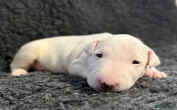 English Bull Terrier dogs for sale: Outstanding English Bull Terrier Puppies - Image 7