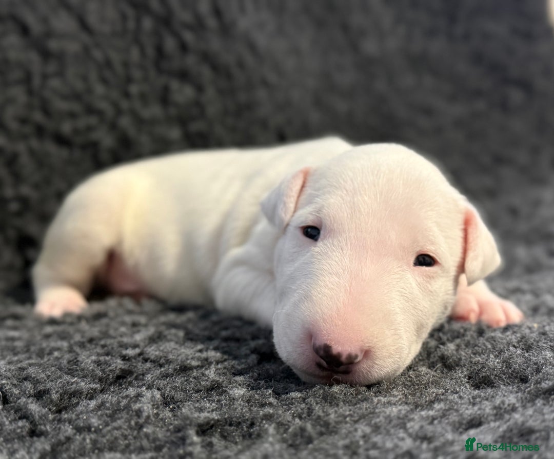 English Bull Terrier dogs for sale: Outstanding English Bull Terrier Puppies - Image 7