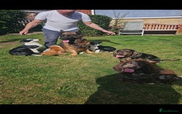 German Shepherd dogs for sale: German Sheppherd - Image 1