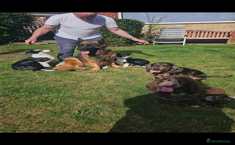 German Shepherd dogs - Advert 1
